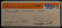 Stemonitis fusca image